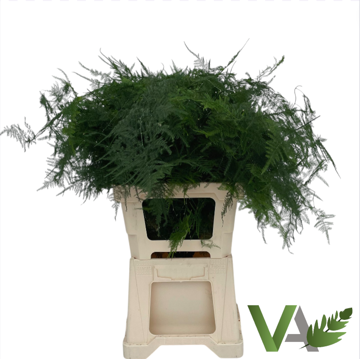 Аспарагус Сетацеус 65, шт.