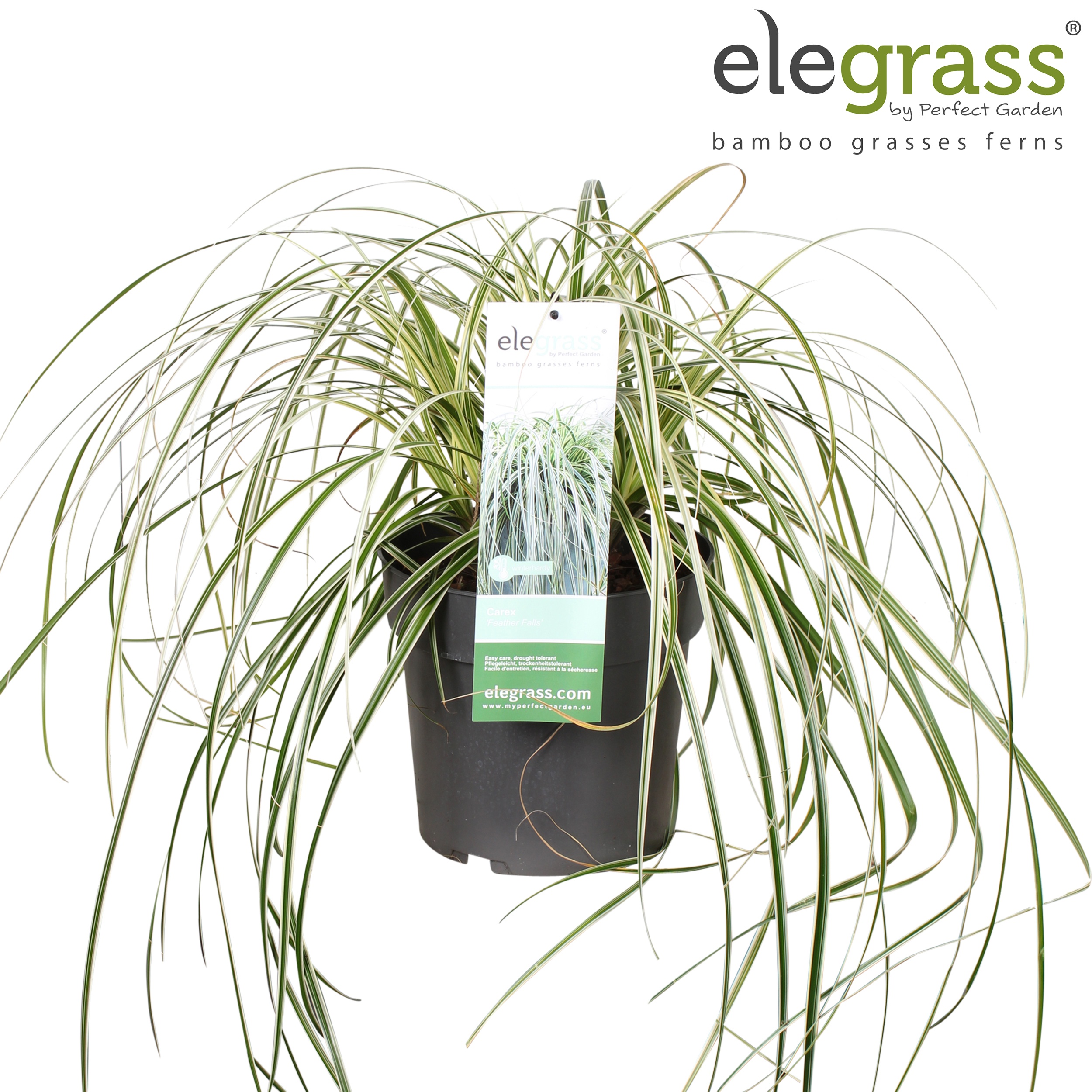 Carex 'Feather Falls' P23, D 23
