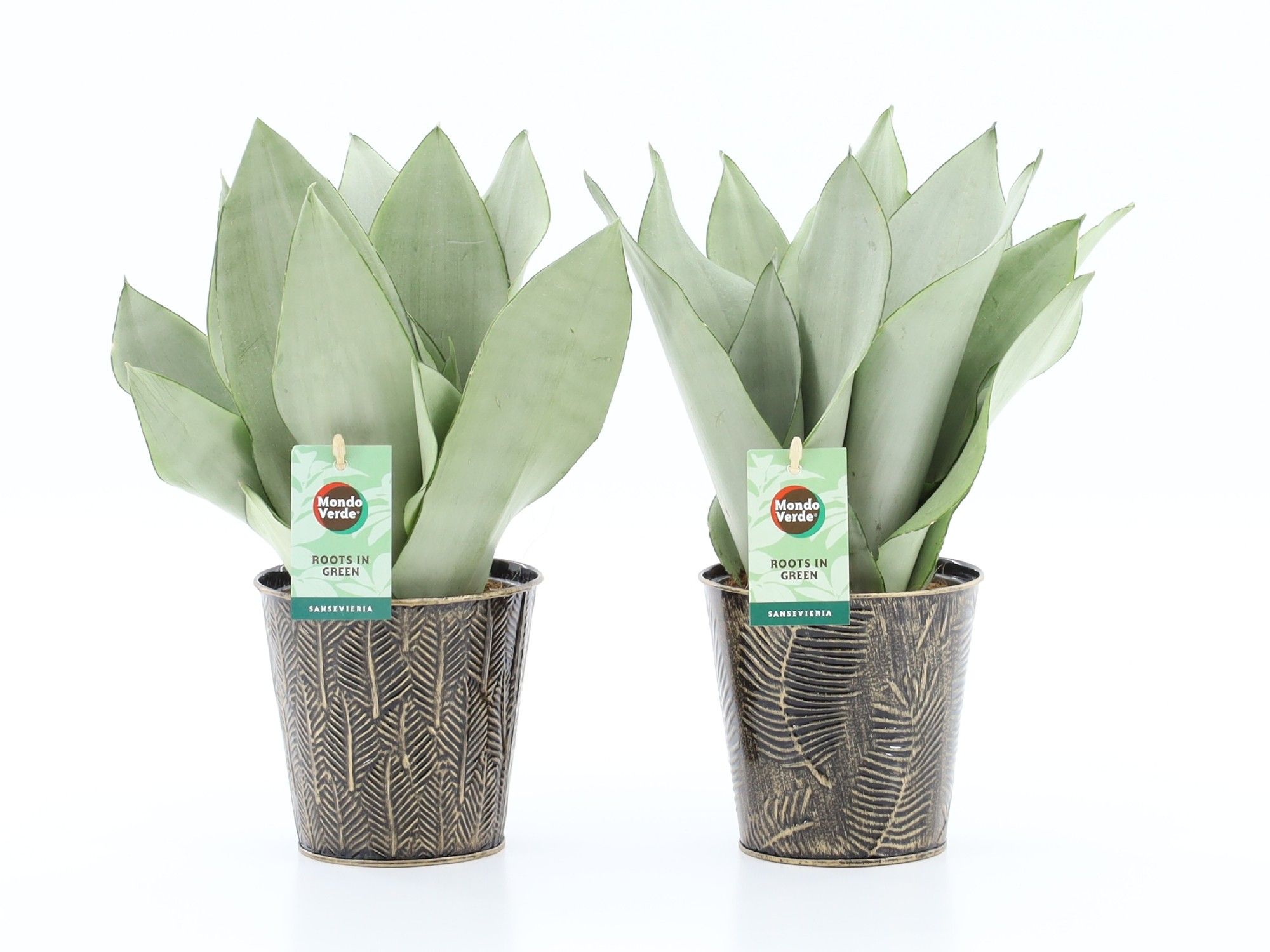 Sanseviera Moonshine in Iron-Leaf, D 13