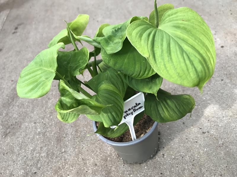 PHILODENDRON CORDATUM 'FIBRAECATAPHYLLOM', D 12