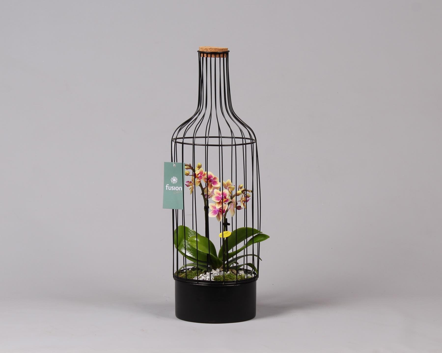 Metalen fles met kurk zwart groot met Phalaenopsis, D 17