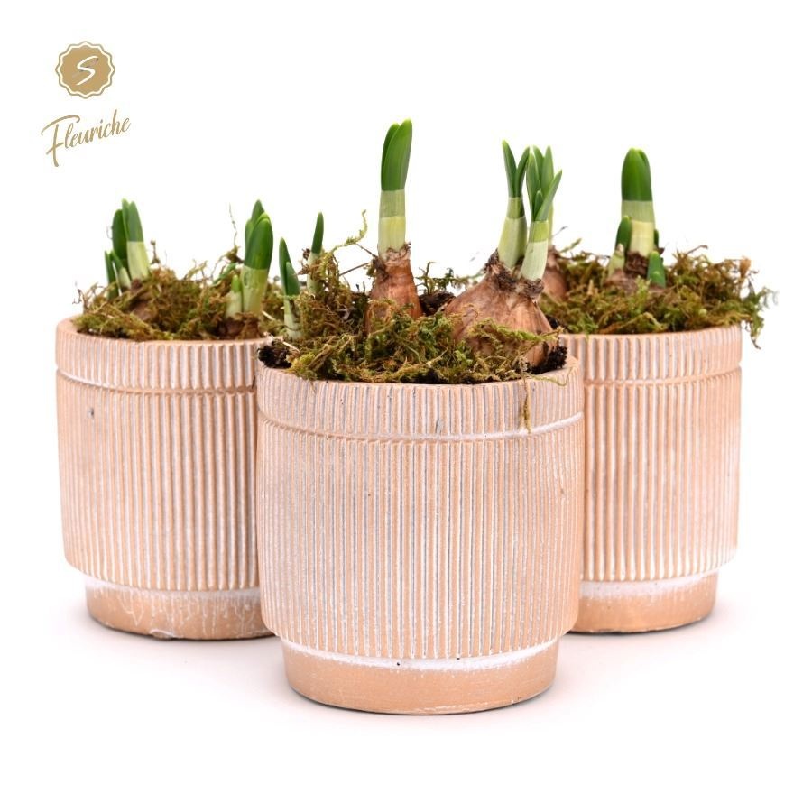 (1618) Narcissus Golden Pot [M] 1PP Mos, D 9 cm