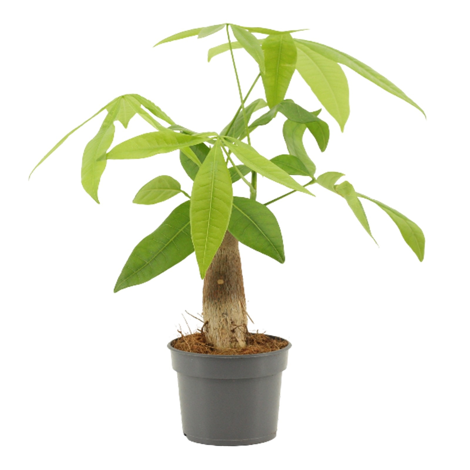 Pachira 9 cm Trunk, D 9