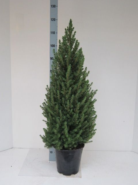 Picea glauca 'Conica' plantmaat 90-100, D 24 cm