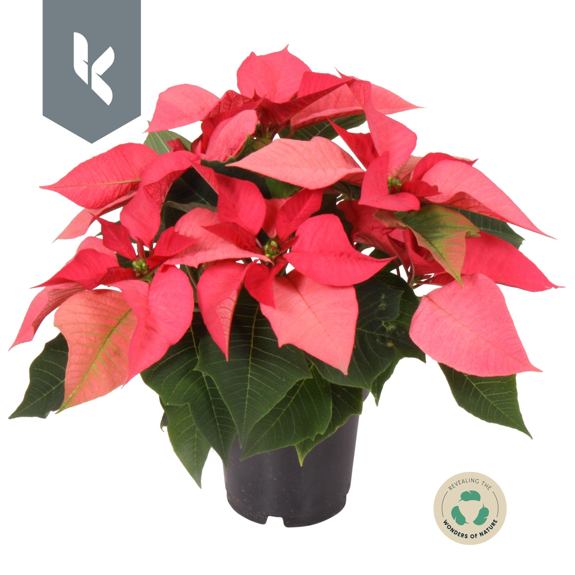 Poinsettia Mars Pink, D 10,5 cm