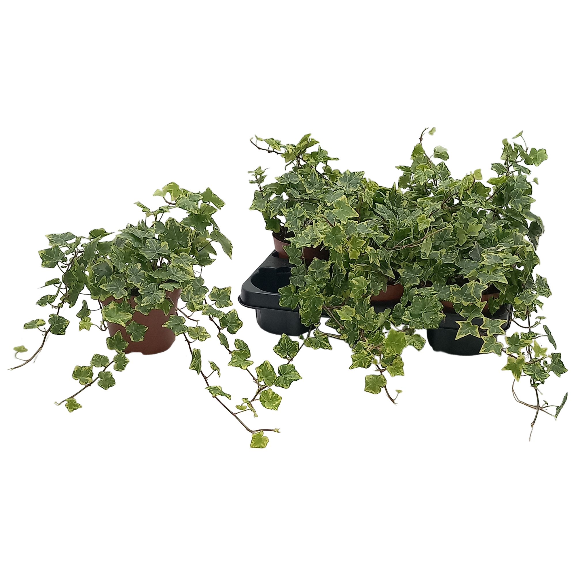 Hedera helix 'Golden Kolibri', D 13