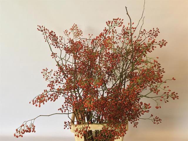 Рузботель Коралло 70, шт. Рузботель Коралло 70, шт.