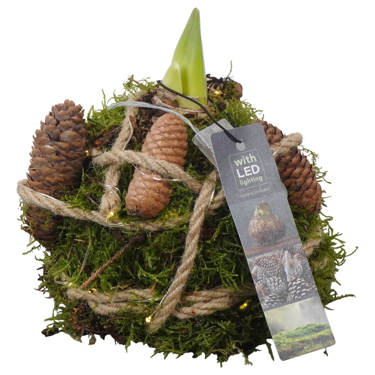 PTACH5875 Arrangement Amaryllis Christmas in mos gewikkeld met led, D 12 cm