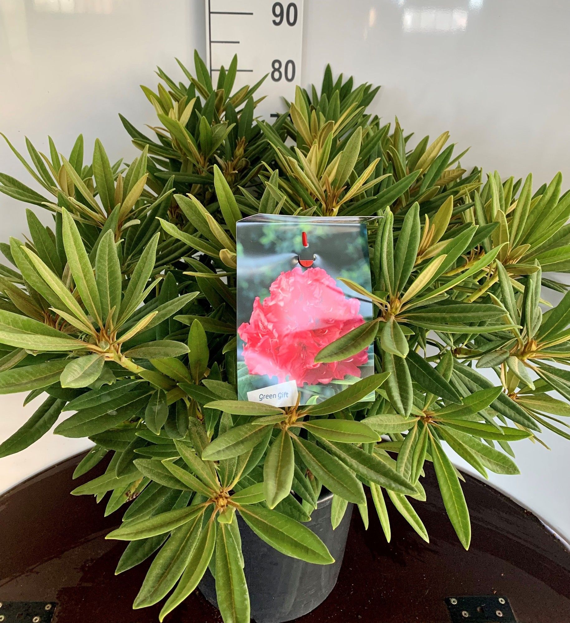 Rhodo. 'Ana' pink/red, D 37