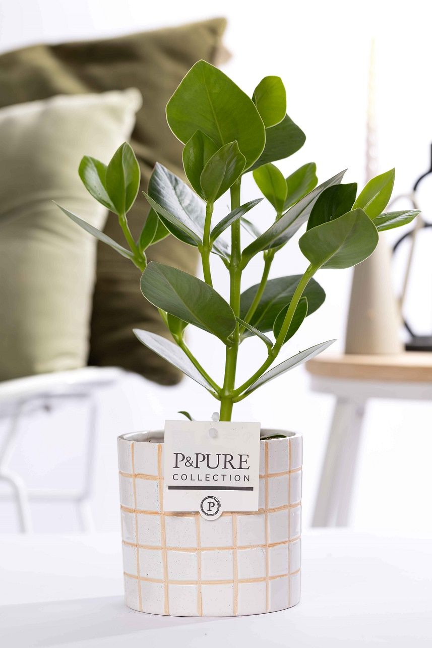 Clusia Rosea Princess in P&PURE Tirza ceramics, D 12