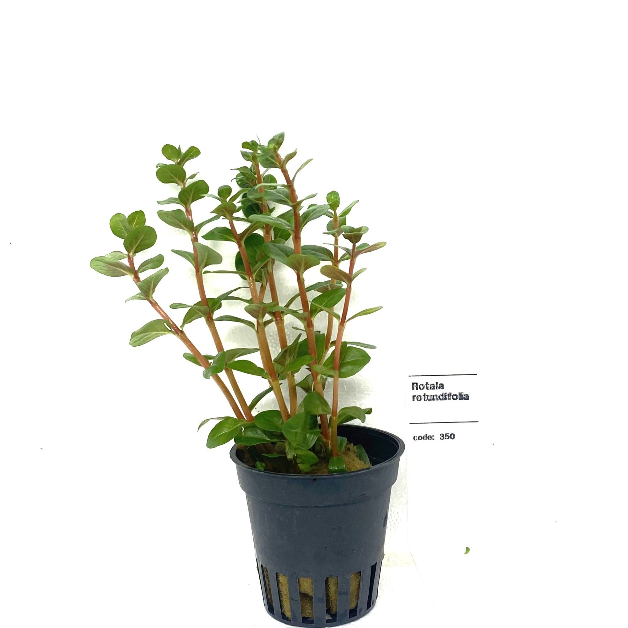 Rotala rotundifolia, D 5