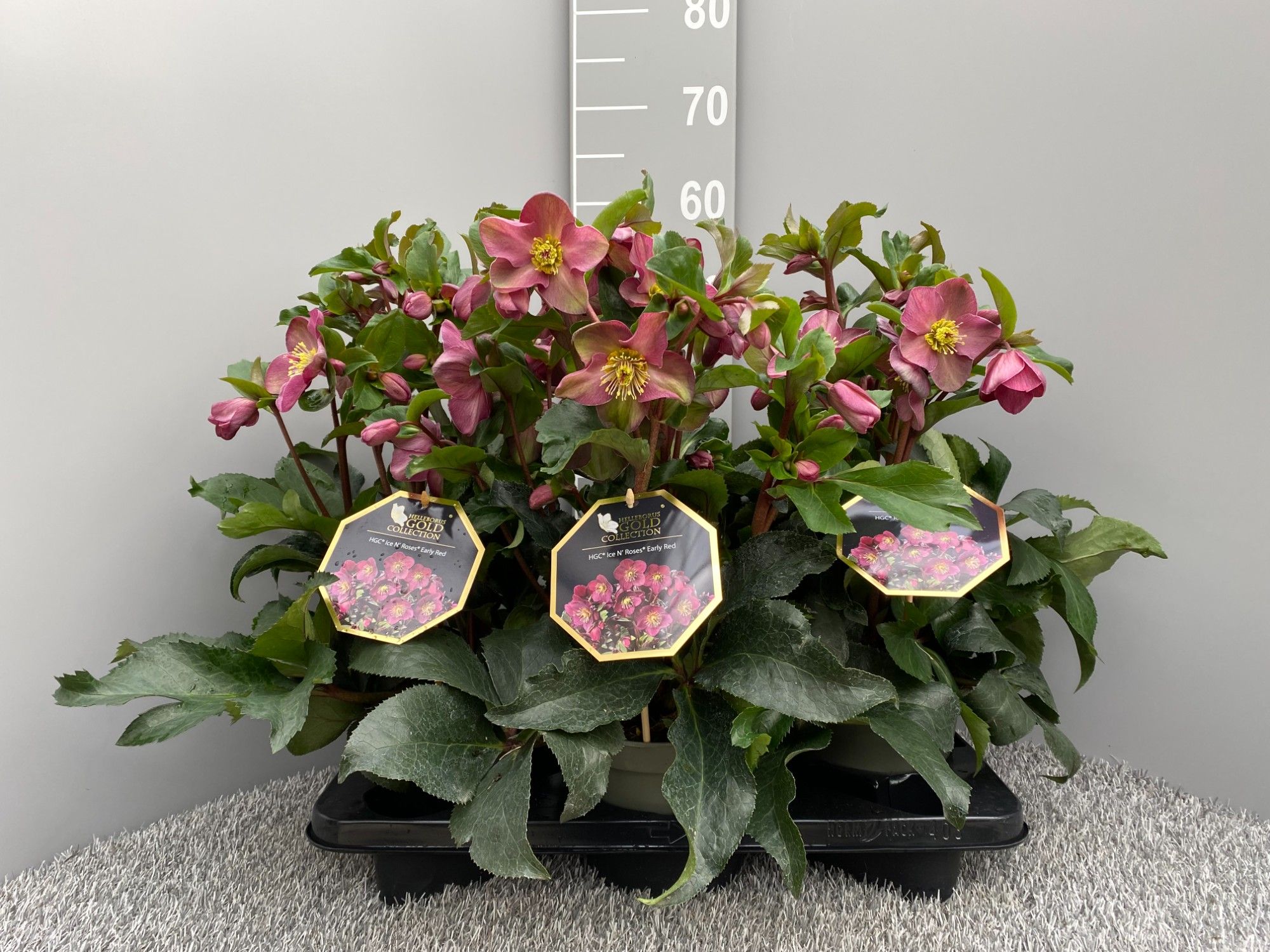 HGC® Ice N' Roses® Early Red, D 17 cm