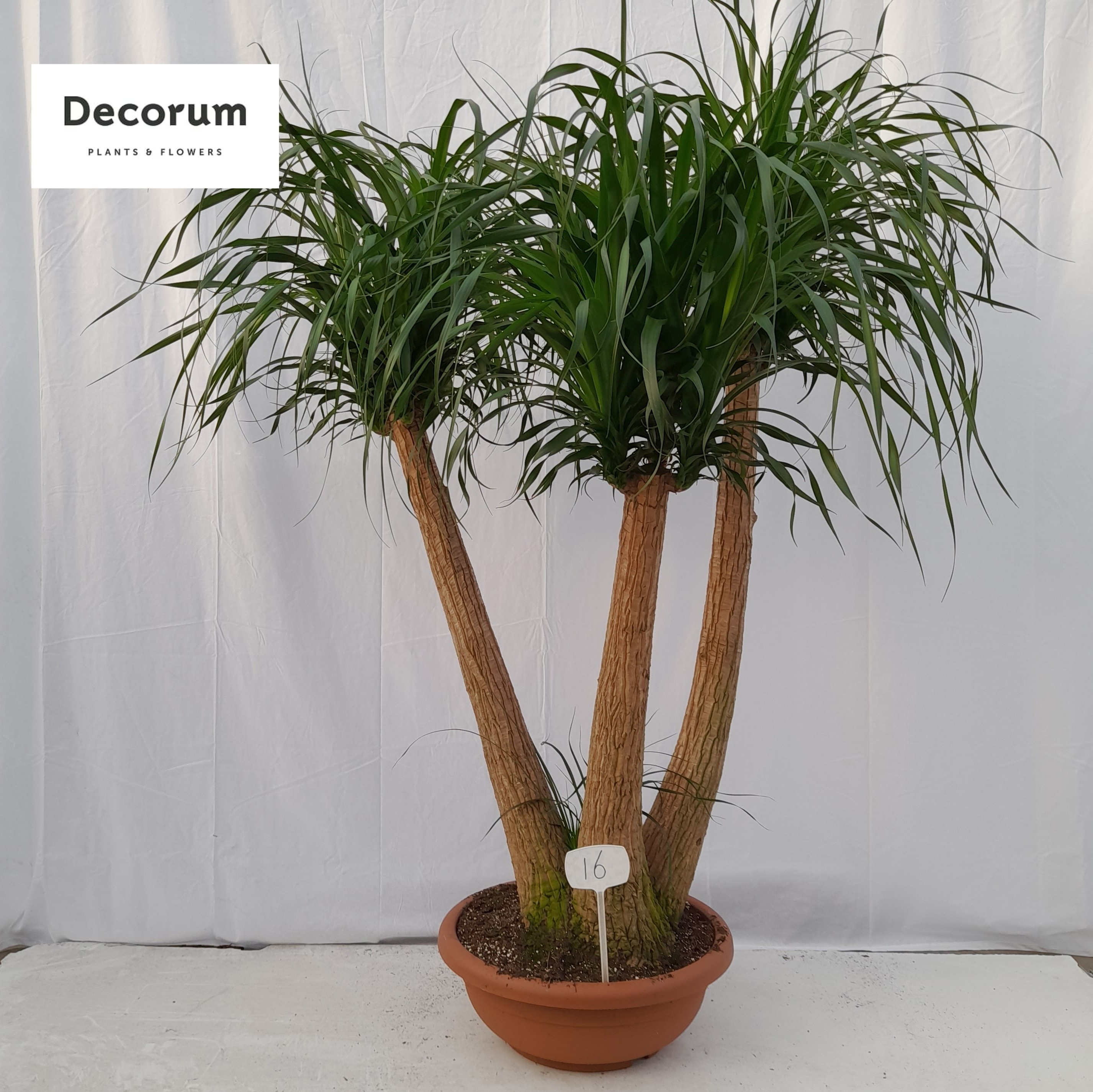 Beaucarnea vertakt op nummer 16, D 55