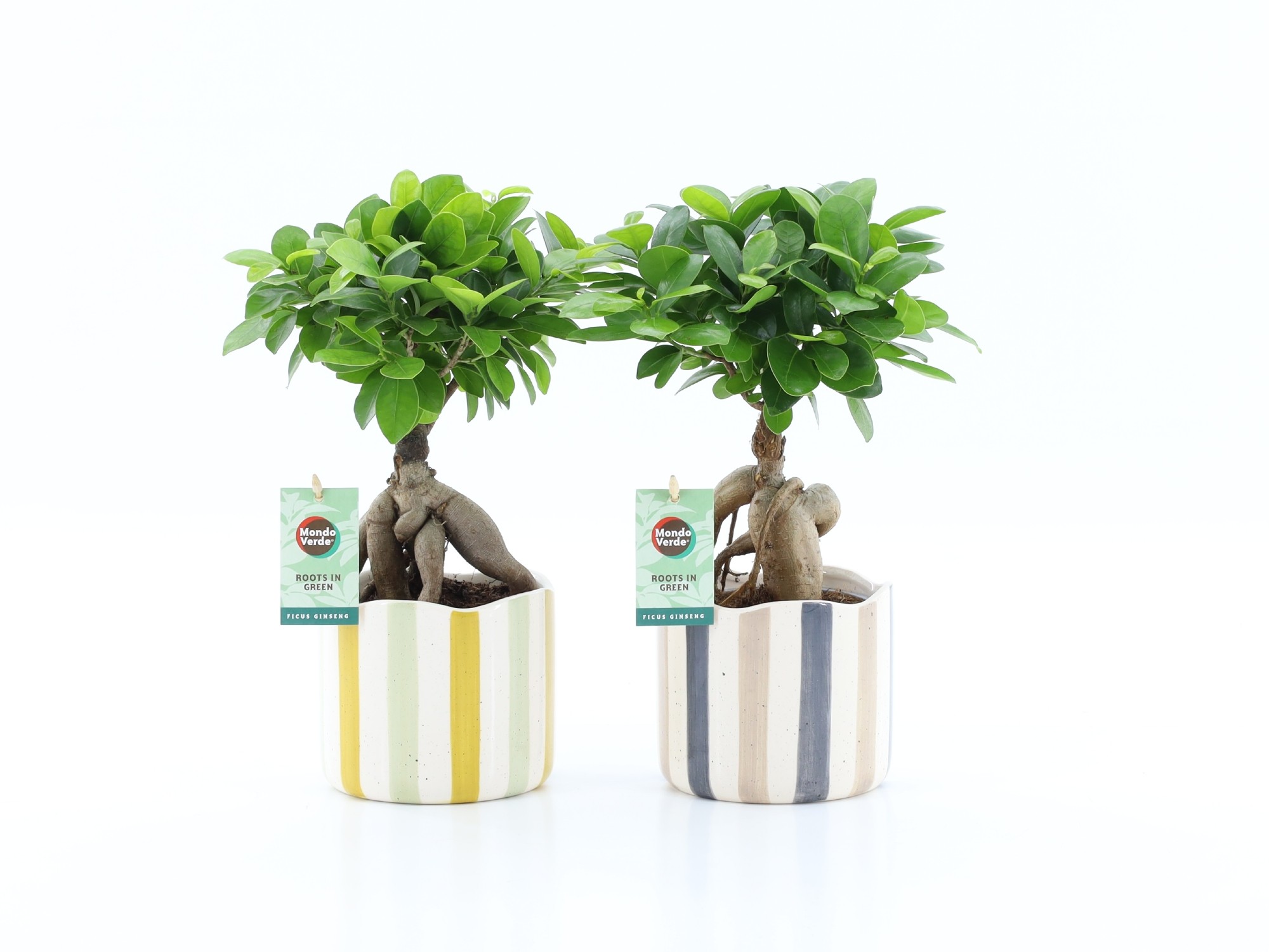 Ficus micr. Ginseng in Art Nouveau keramiek, D 13