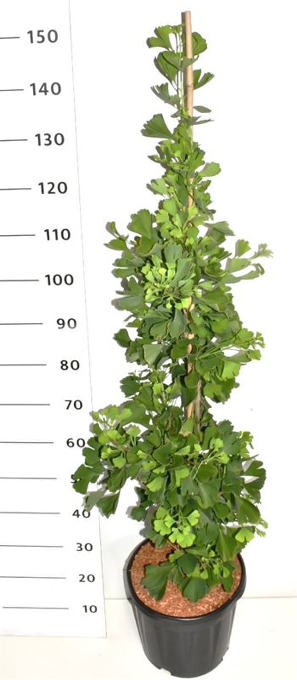 Ginkgo bil. Fastigiata Blagon, D 32 cm