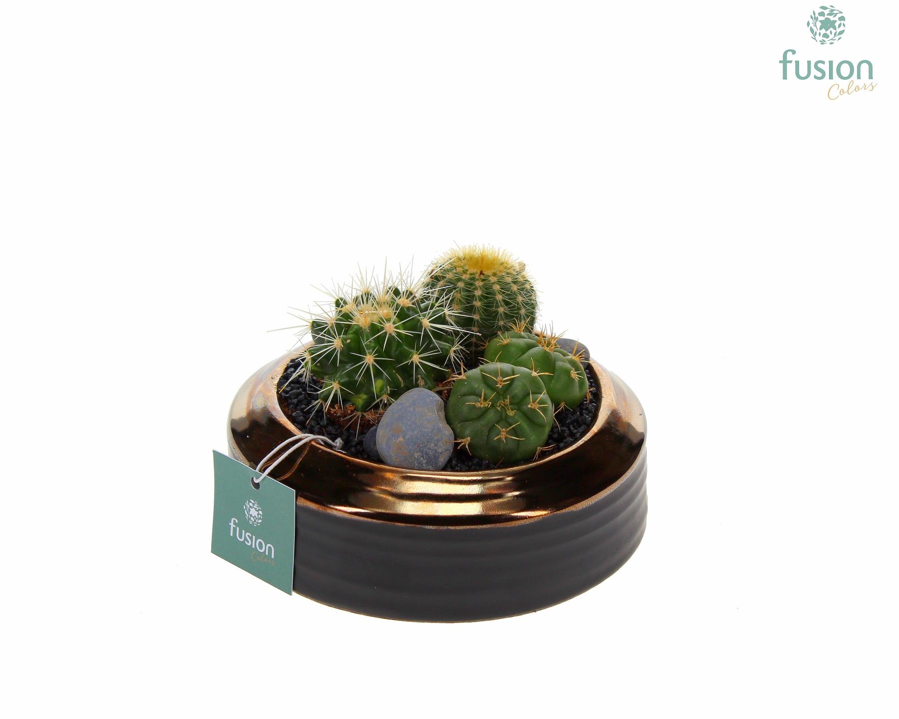 Schaal keramiek brons Small met Cactussen, D 15