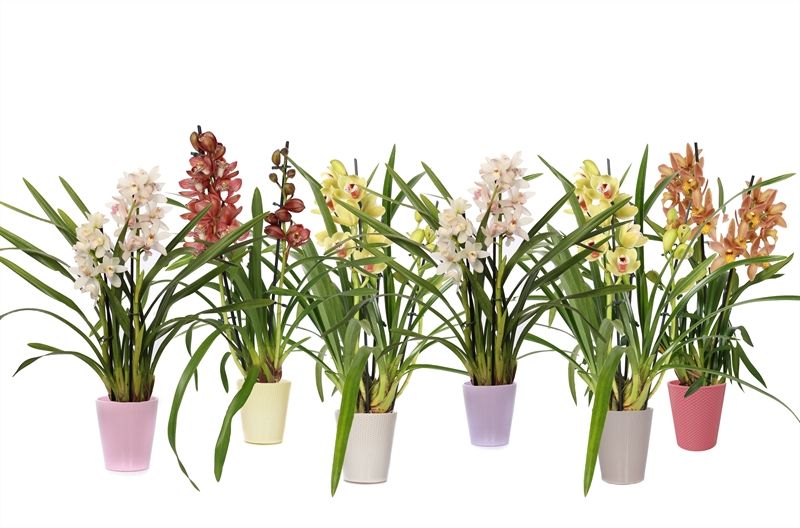 Zoe p12 dots mix Cymbidium mix 2T10+, D 12 cm Zoe p12 dots mix Cymbidium mix 2T10+, D 12 cm
