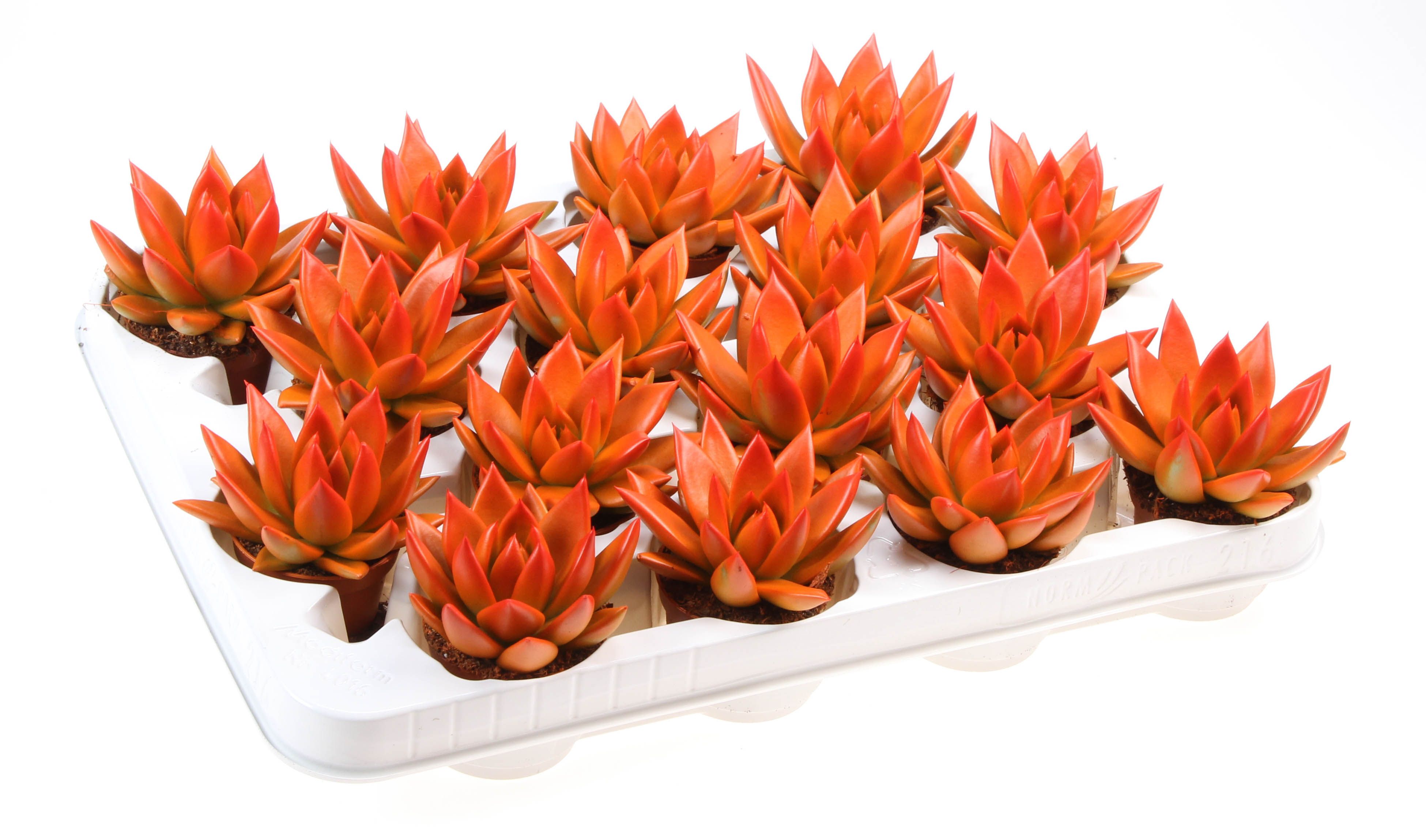 Rainbow bicolor orange + red point, D 6