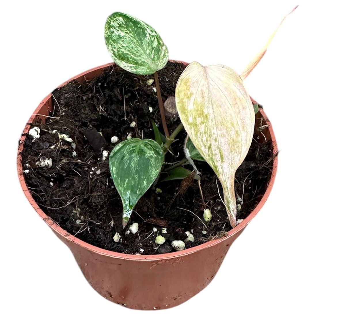 Philodendron Micans Marble Variegata, D 10,5