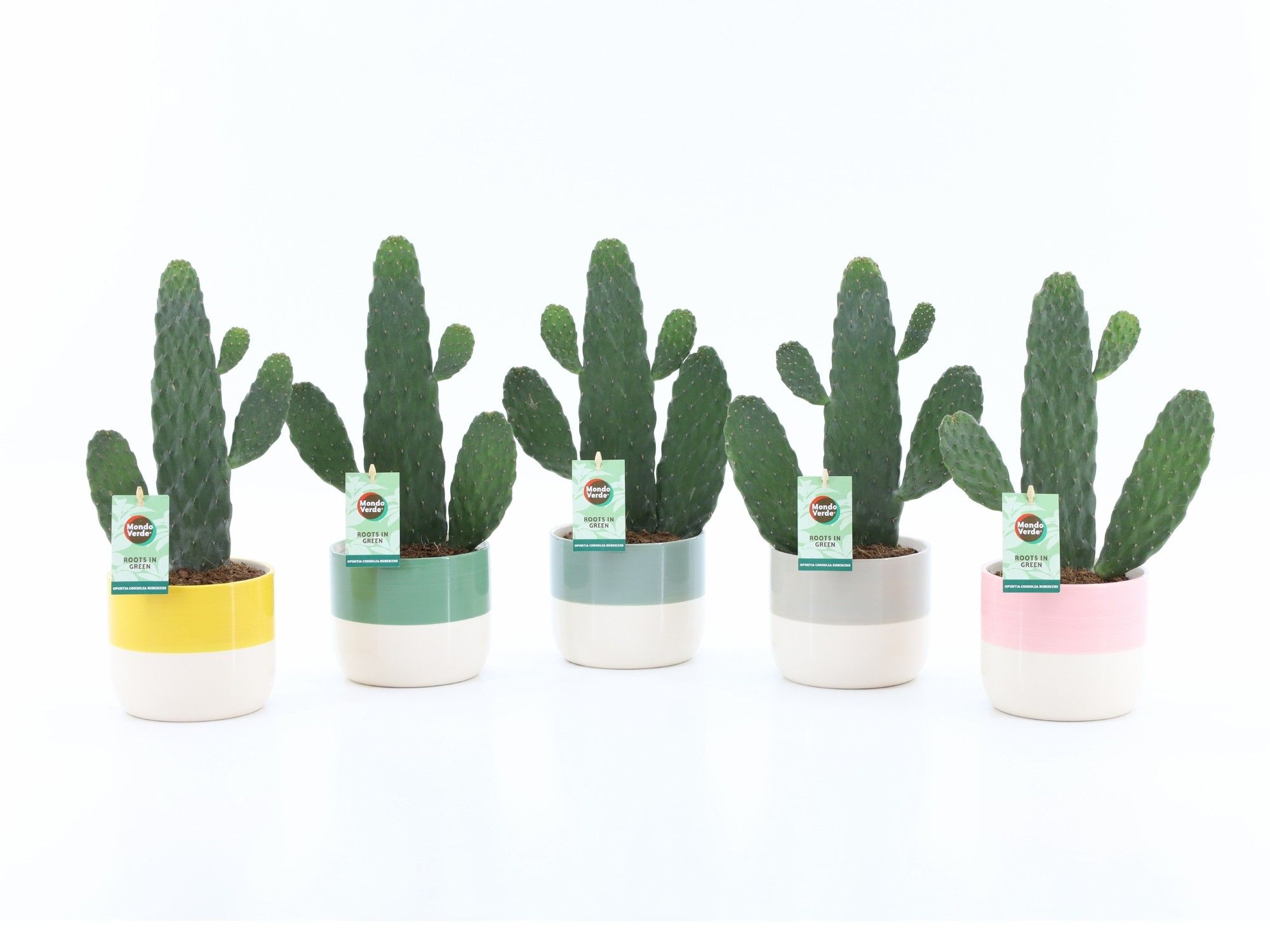 Opuntia rubescens Consolea in Two-Tone keramiek, D 13