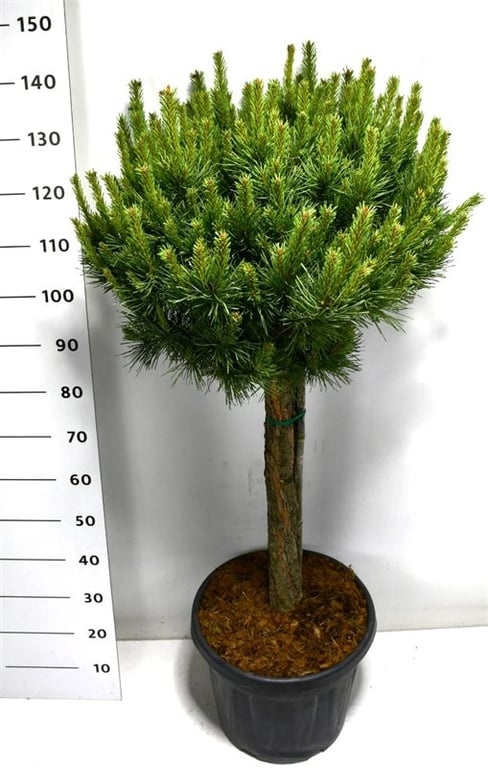 Pinus sylvestris 'Watereri Nana', D 38