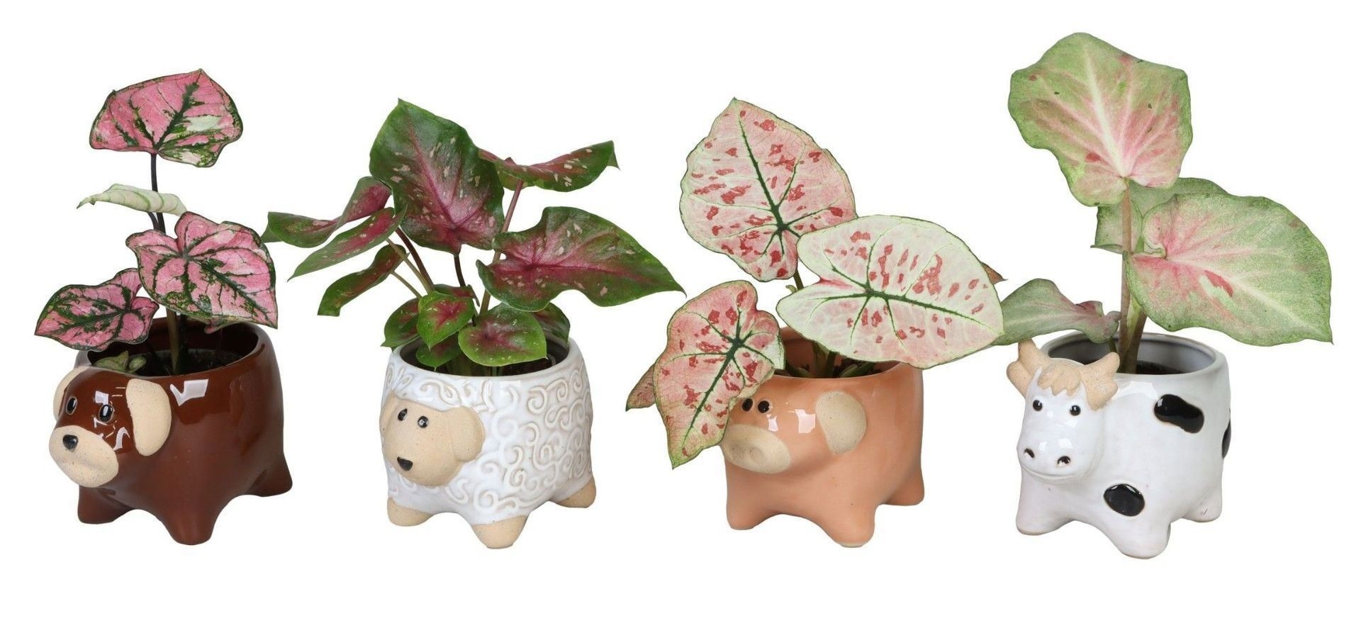 L 66626 with Caladium Mix 6 cm, D 6