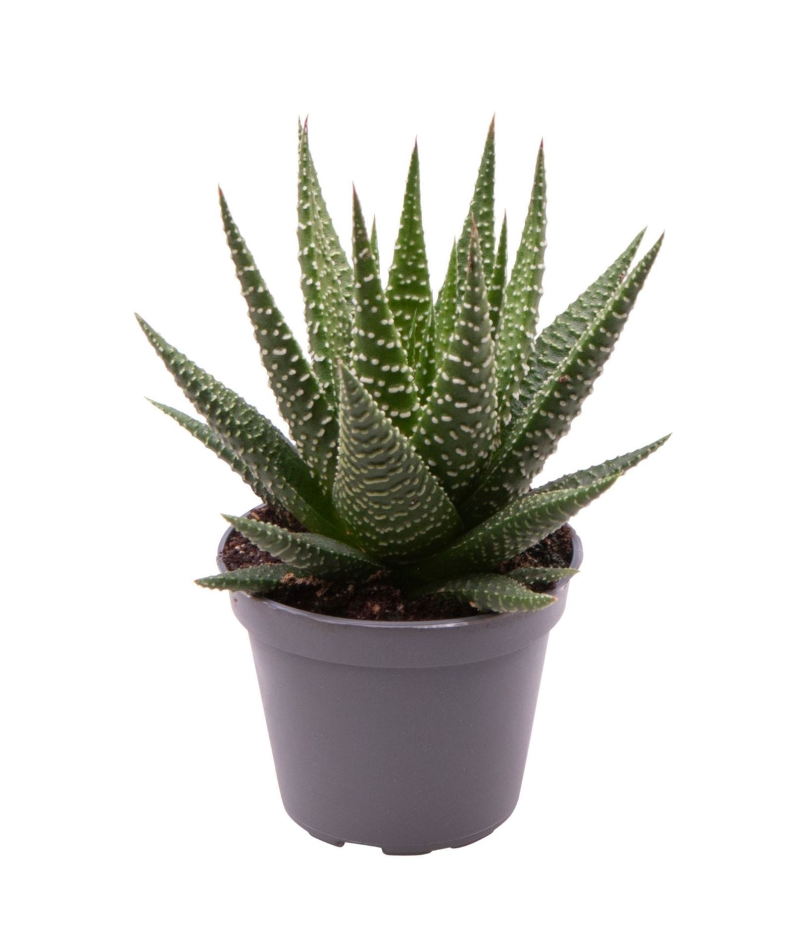 Haworthia Gasworthia, D 6