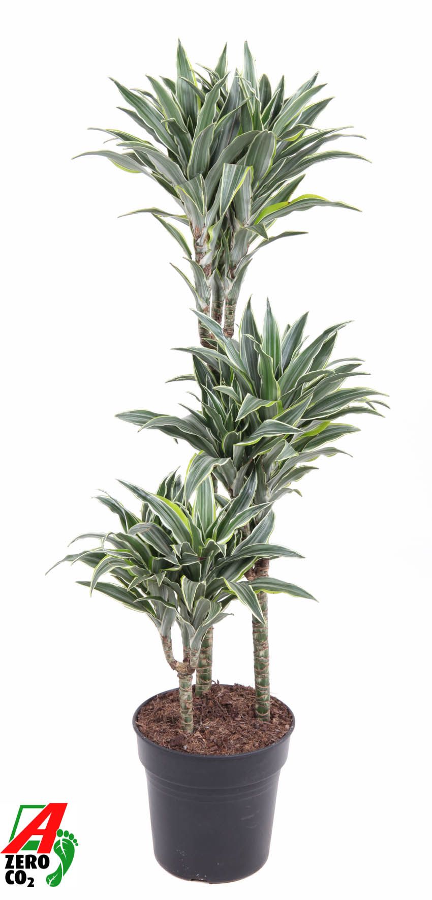 Dracaena Surprise 60-30-15, D 21 cm Dracaena Surprise 60-30-15, D 21 cm