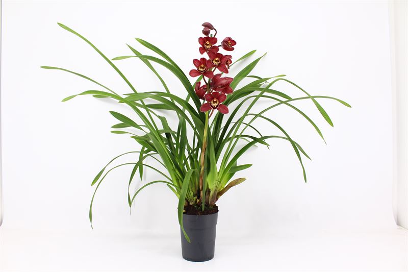 Cymbidium p14 Red Beauty Roy 1T, D 14