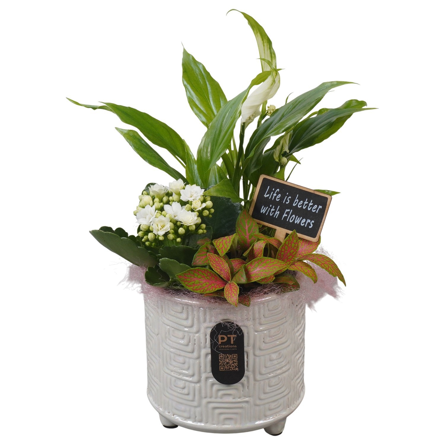PTIB5189 Arrangement Indoor in keramiek pot, D 12