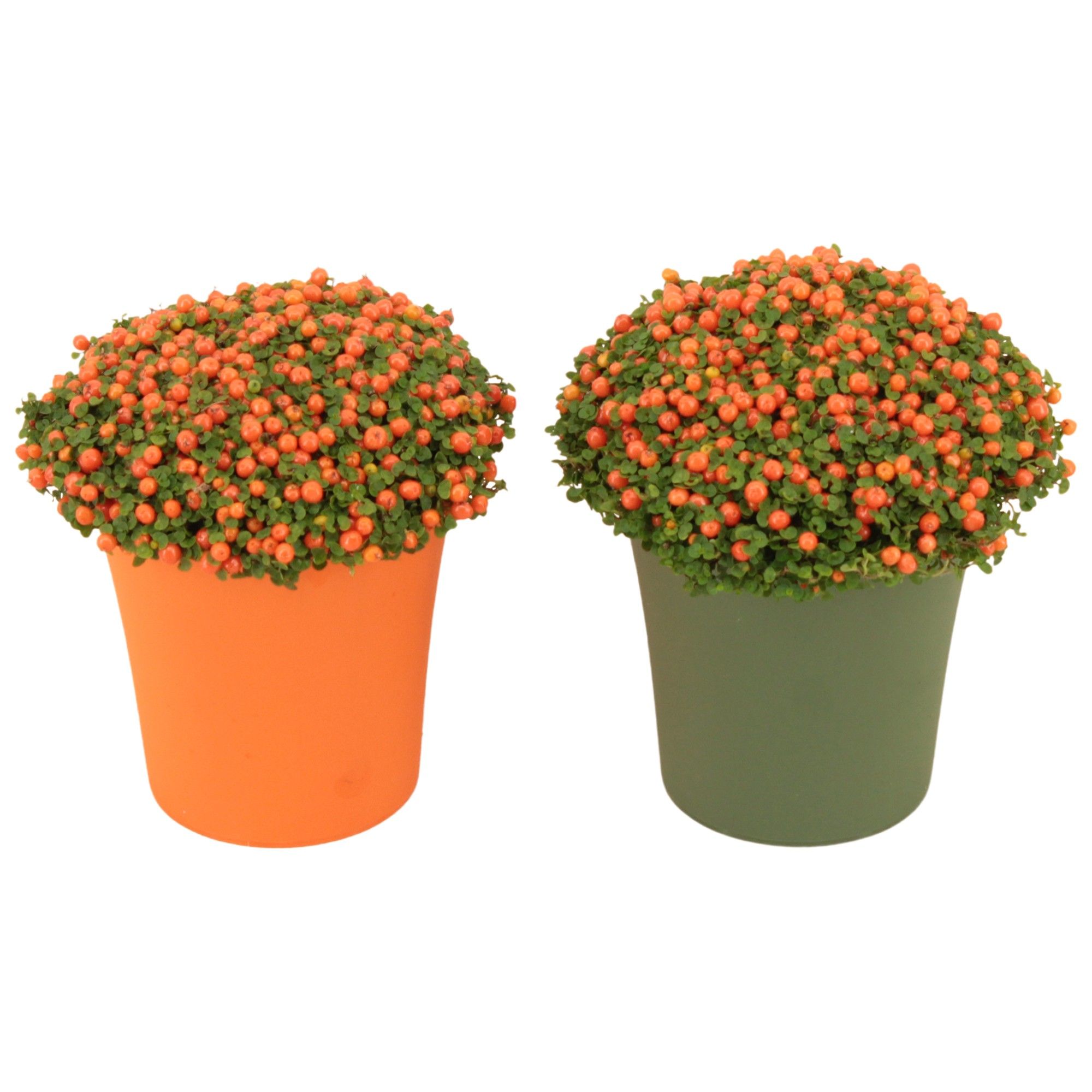 Nertera granadensis 'Astrid' p8 TGW oranje / groen, D 9