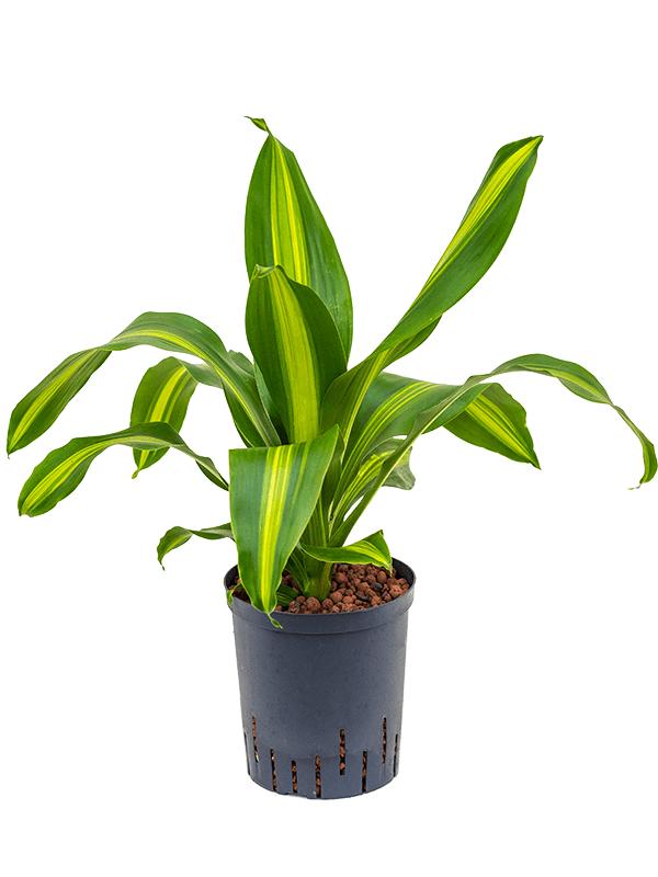 Dracaena fragrans 'Burley', D 18