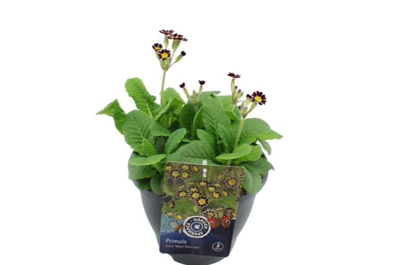Primula elatior Miss Violet Laced, D 23