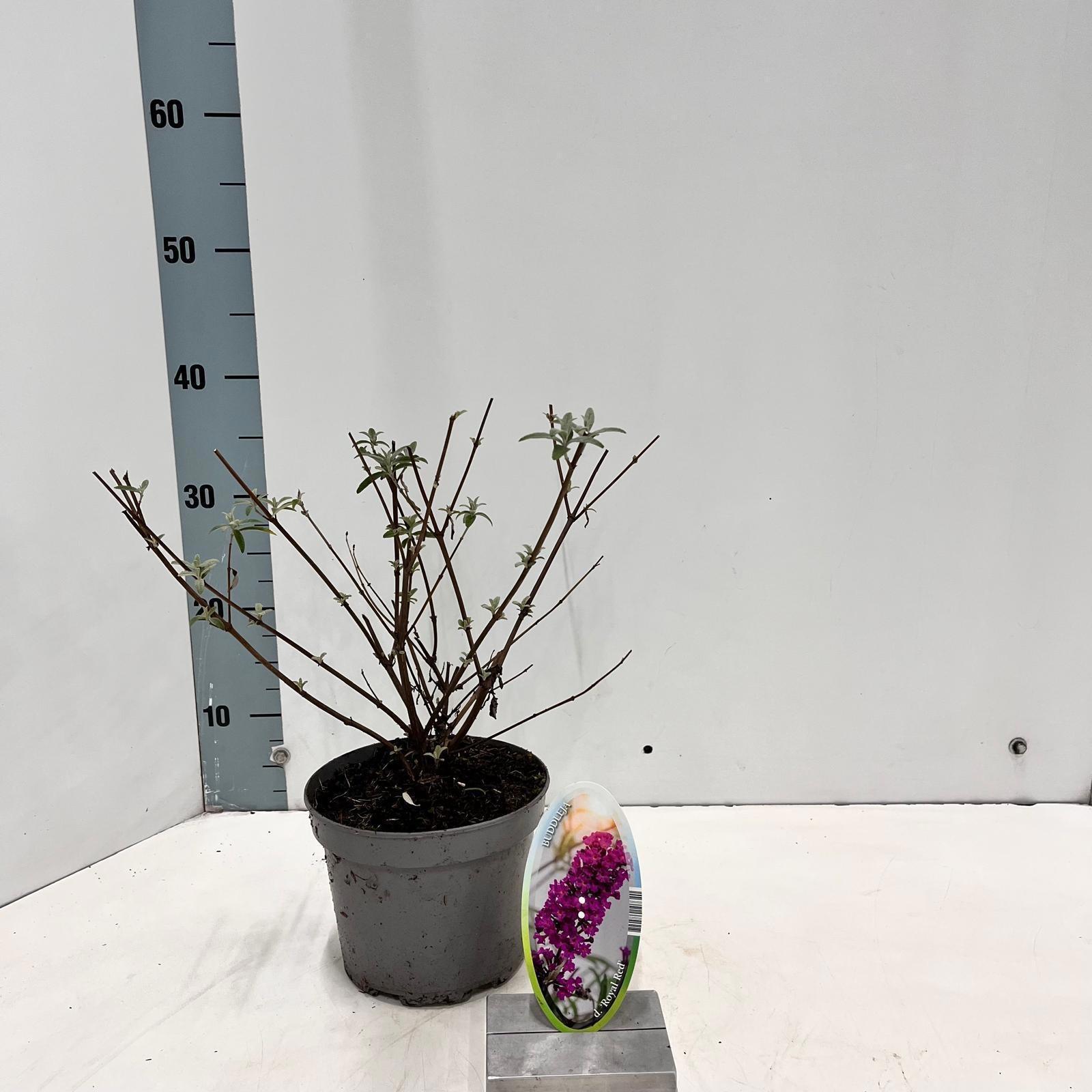 Buddleja dav. 'Royal Red', D 17