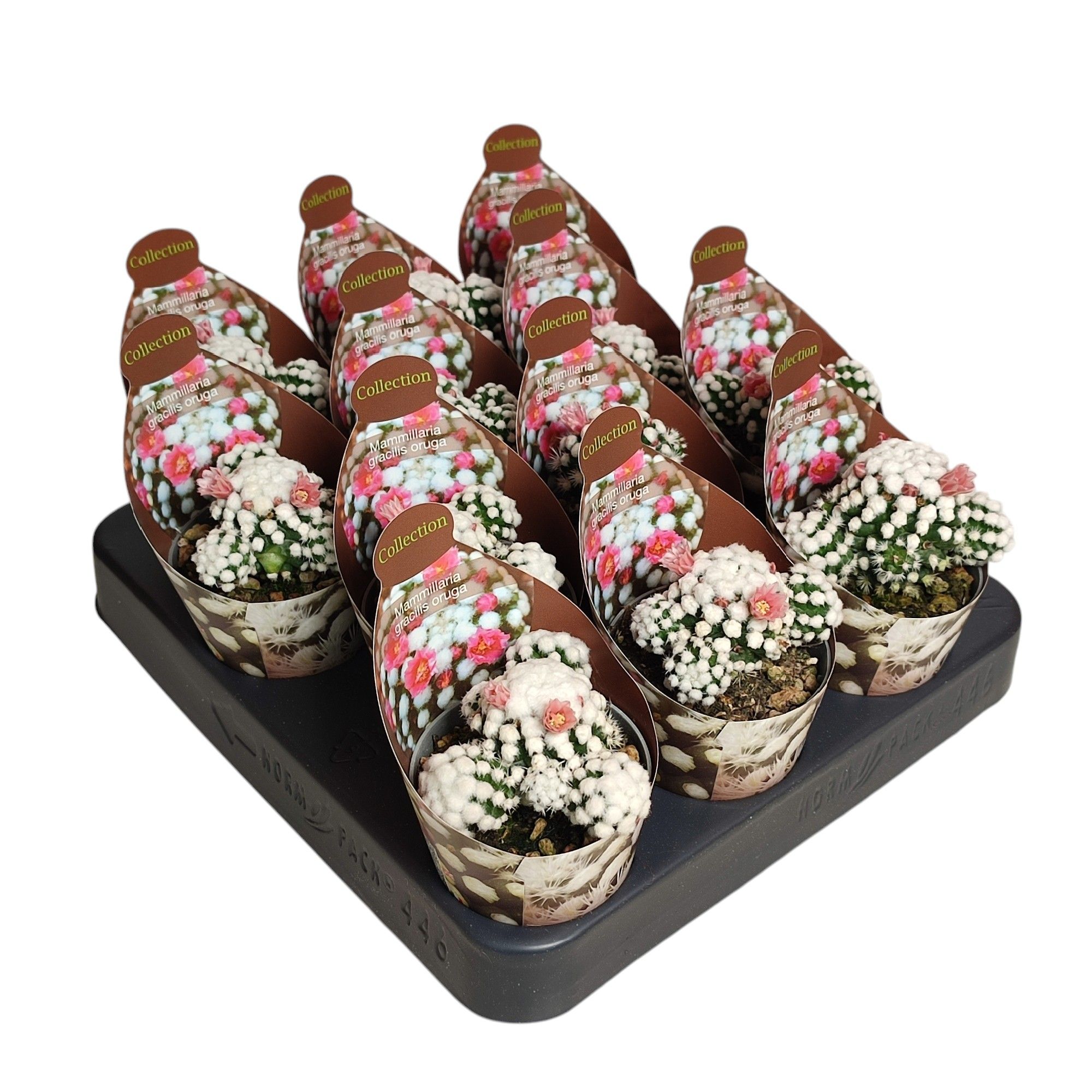 MAMMILLARIA GRACILIS ORUGA - POT Ø 6,5 - COLLECTION WITH POTCOVER (CACTUS), D 6,5