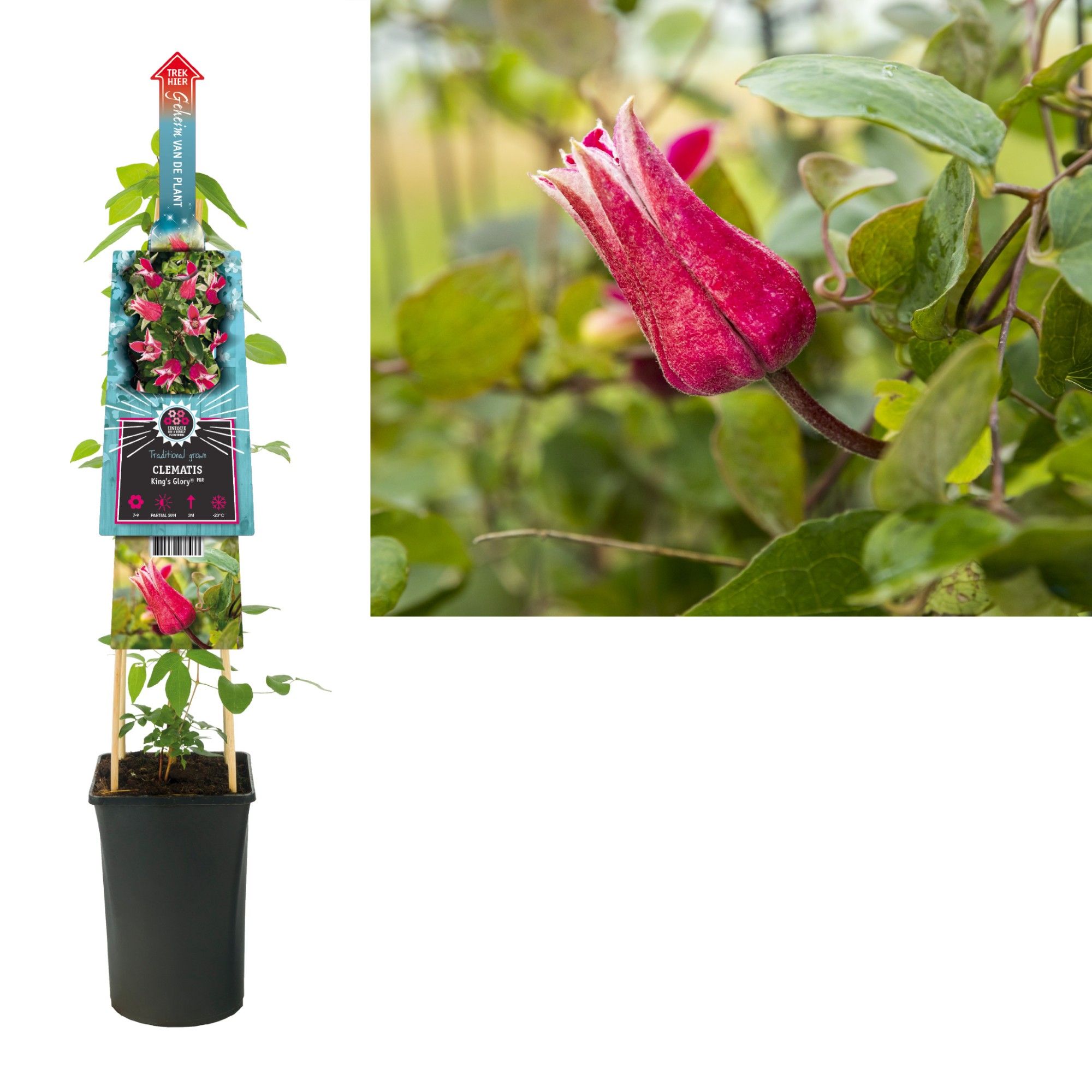 Clematis King's Glory PBR+ 3.0 label + secret of the plant NL, D 17 cm