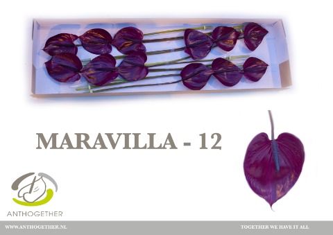Антуриум Маравилла x12, шт. Антуриум Маравилла x12, шт.