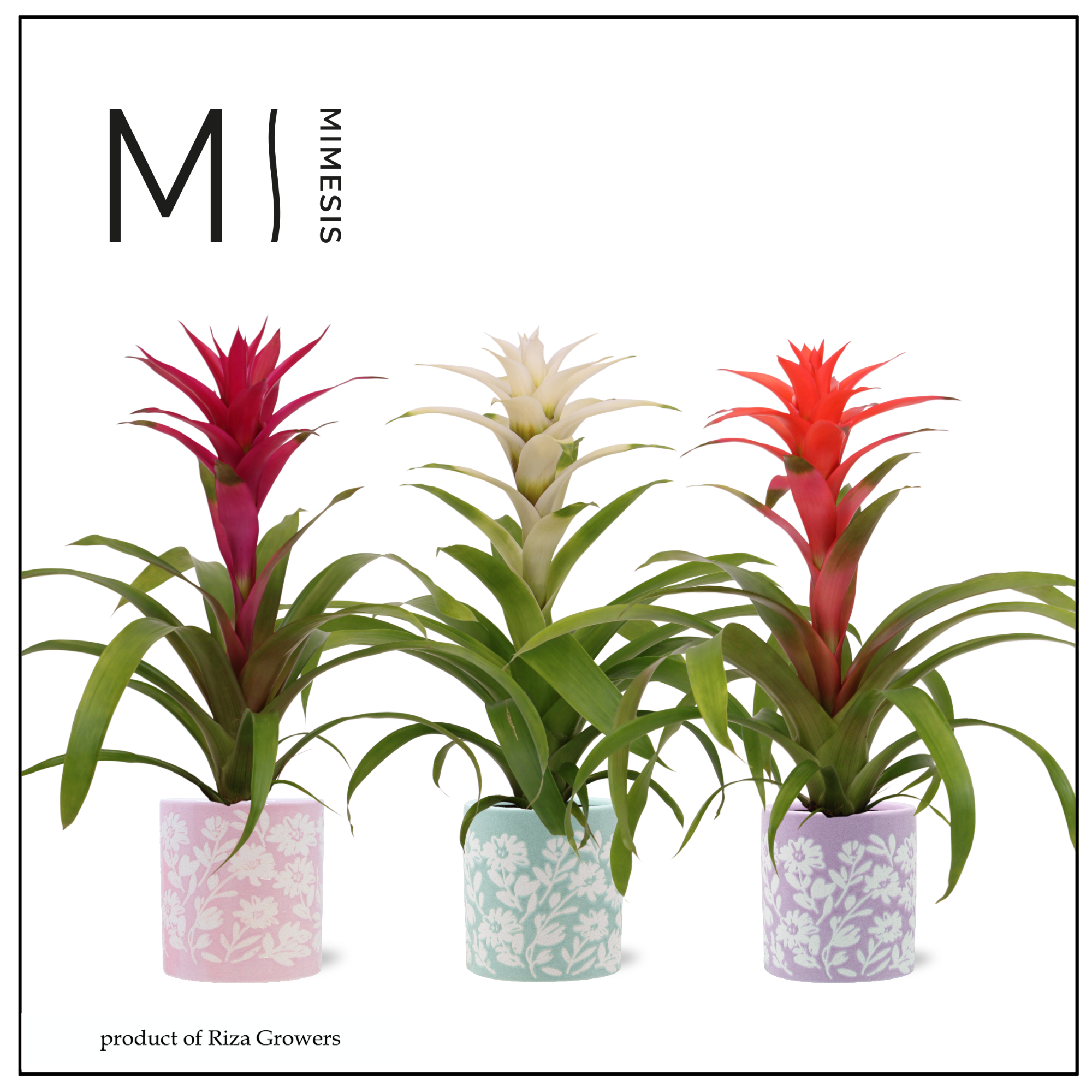 Guzmania Charming - 12cm in Sevilla| Mimesis, D 12