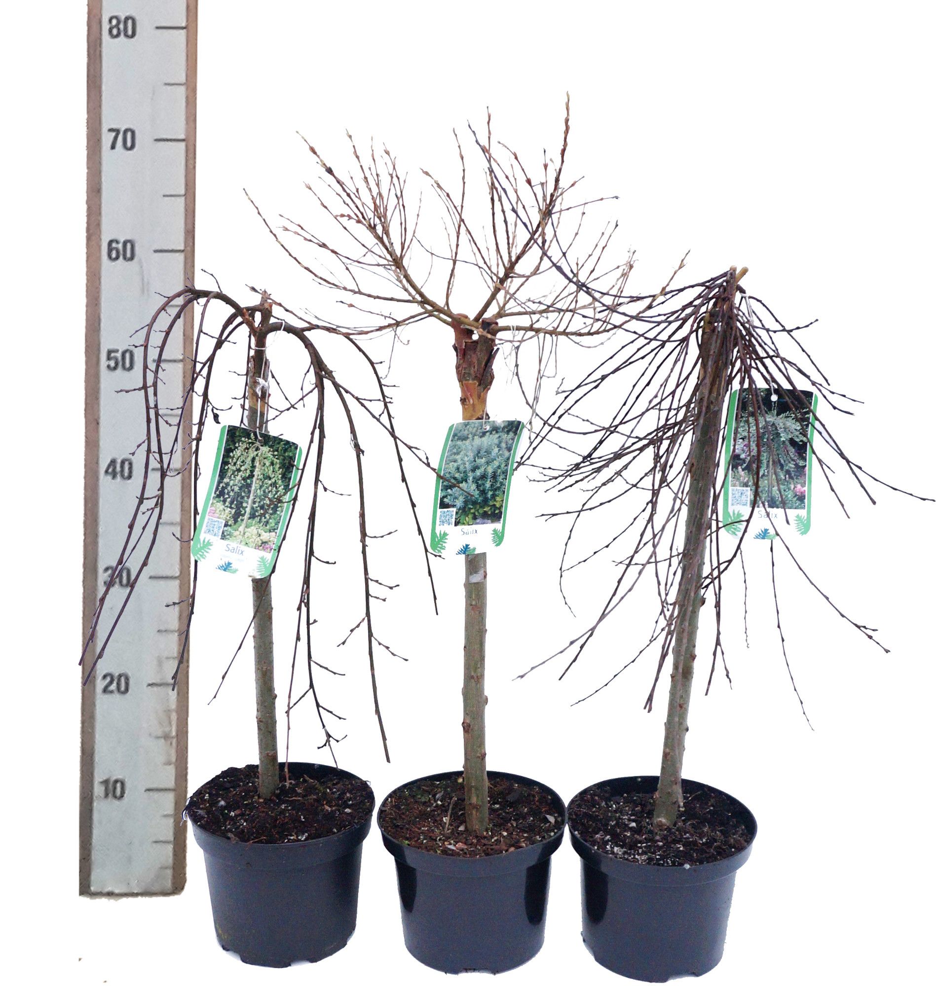 Salix i.S. (cotteti, Nishiki, arbuscula, voorthuizen, Mount Aso, subopposita), D 17