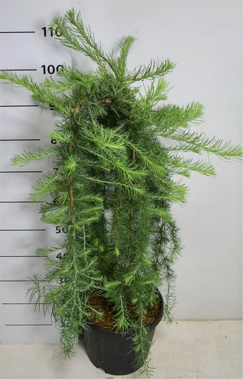 Larix kaempf. 'Stiff Weeper', D 32