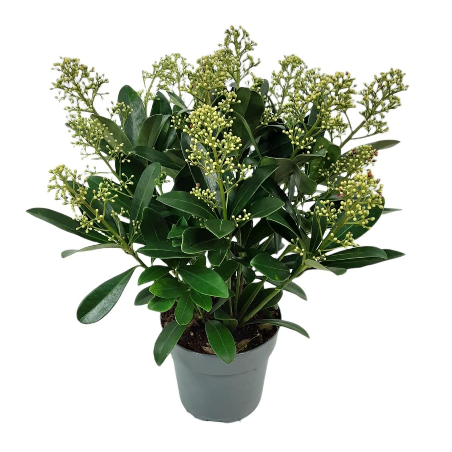 Skimmia jap 'Finchy' 15cm 15+ bloem, D 15 cm