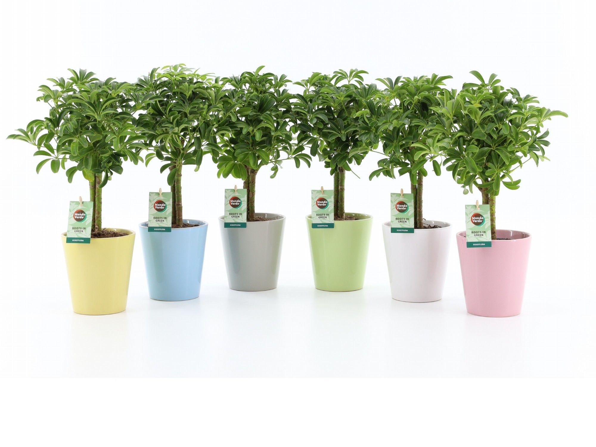 Schefflera Luseana in Pastel keramiek, D 13