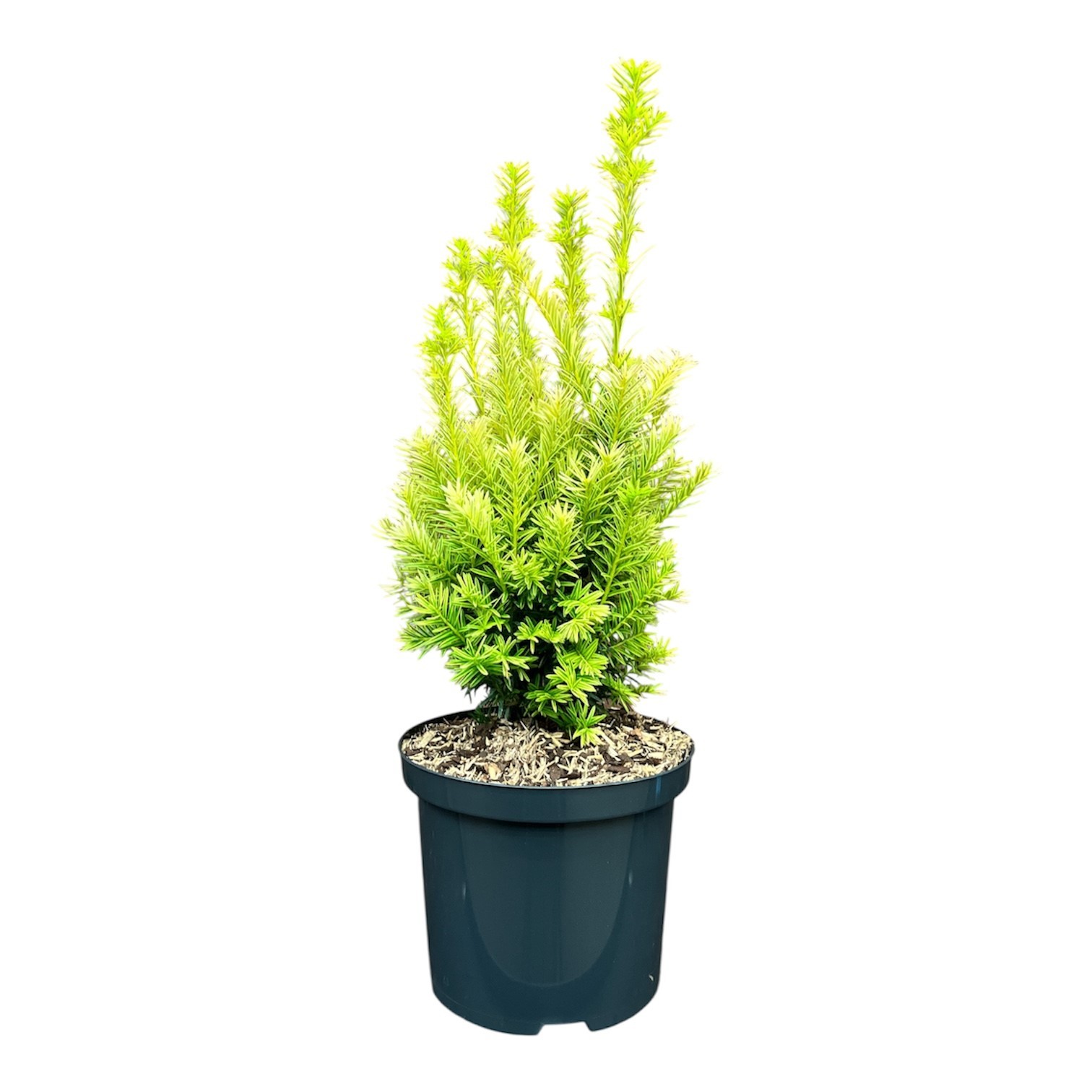 Taxus media 'Tymon'PBR, D 18