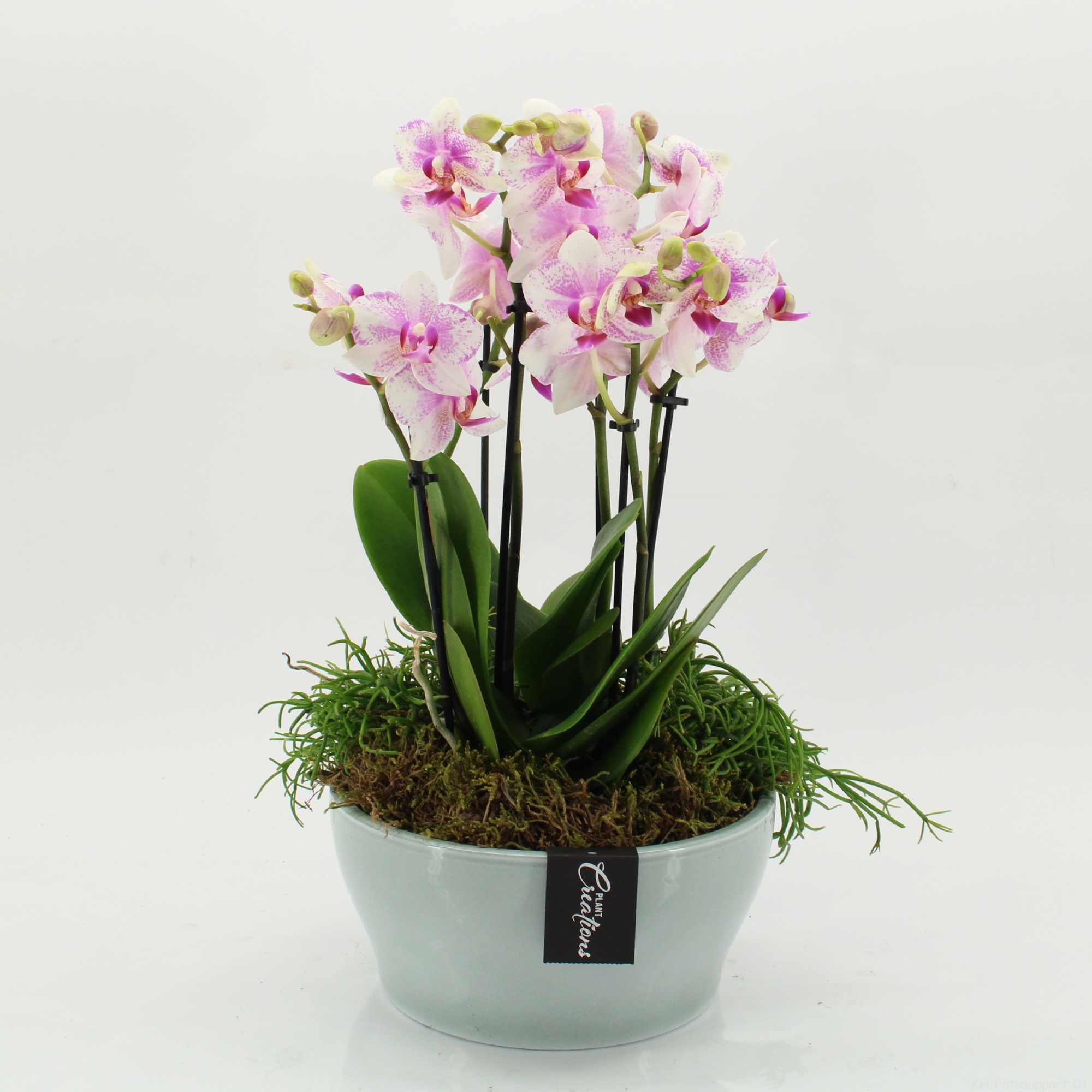 PHAL-2628RZ Phalaenopsis creatie, D 22