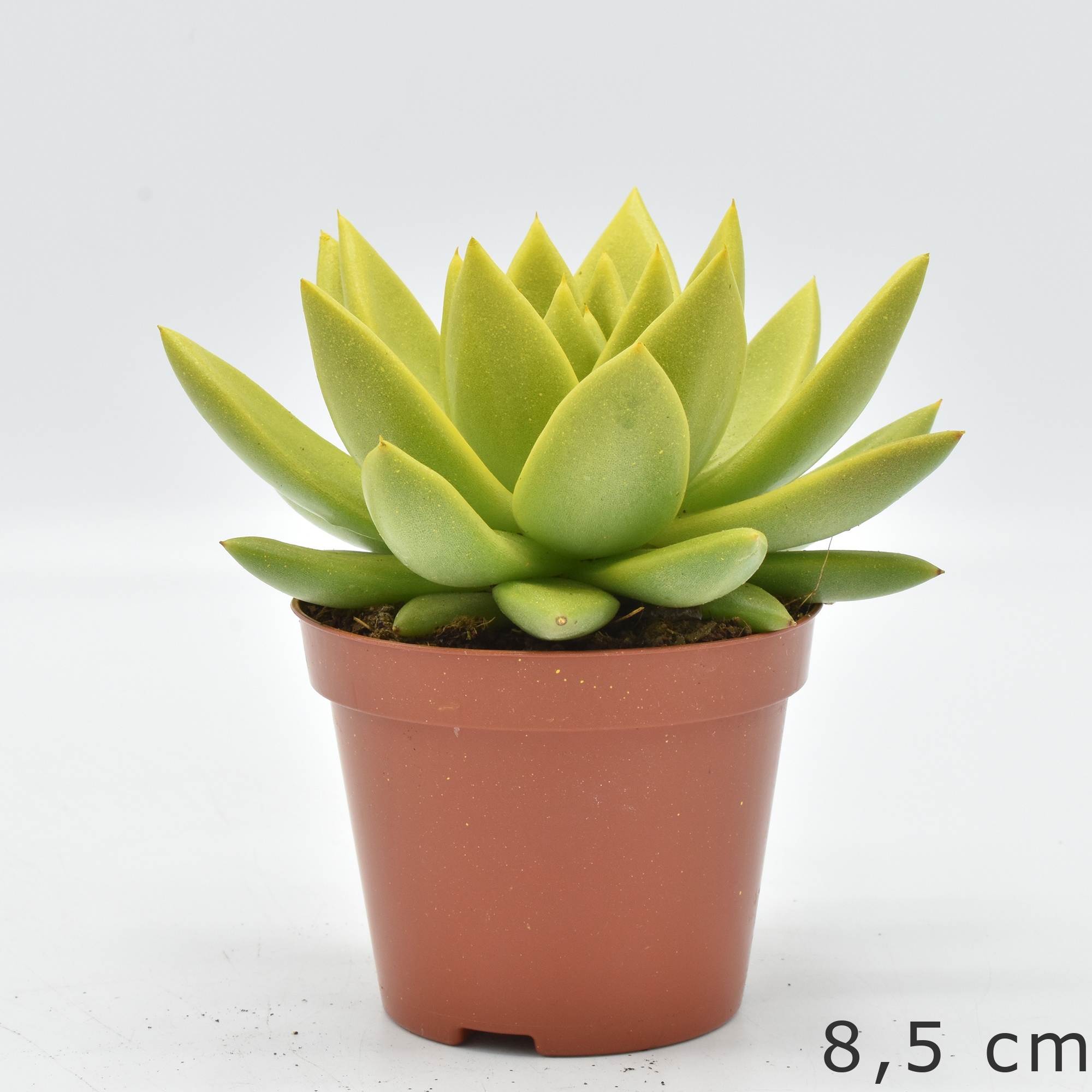 Miranda coloured festival yellow, D 10,5