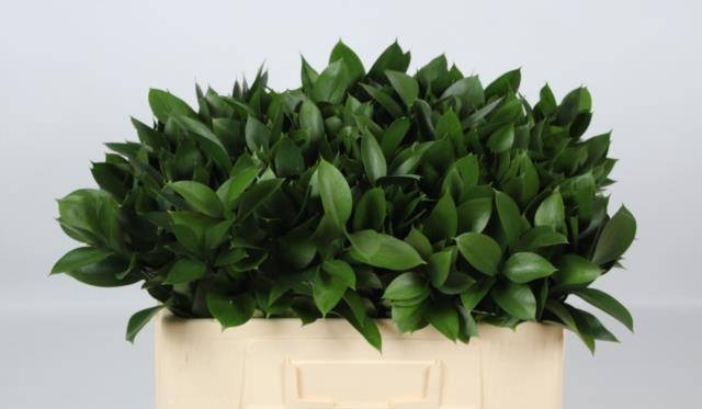 Рускус Израильский 50, шт.