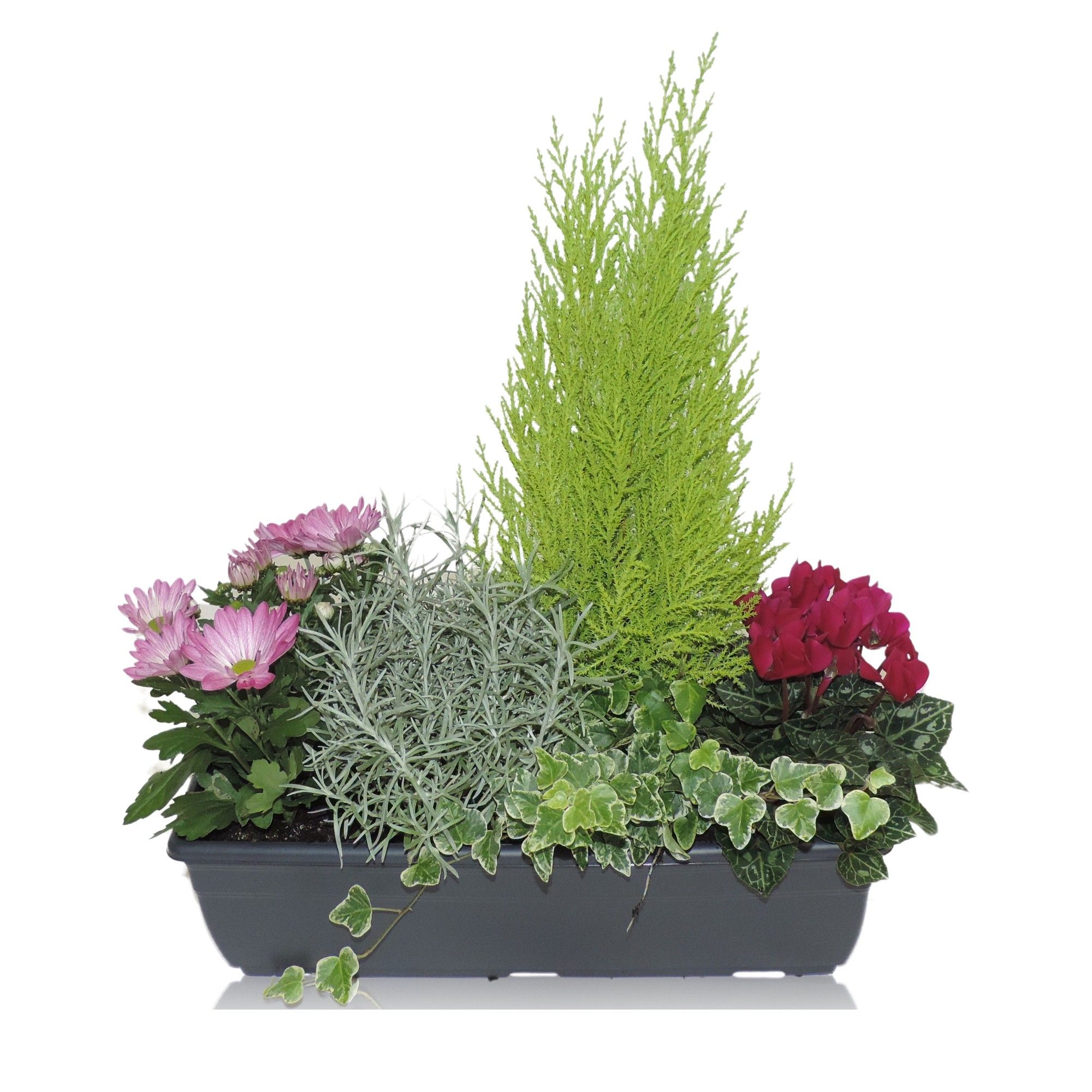 Arrangement Autumn Classic in Balkonbak 40 cm, D 40