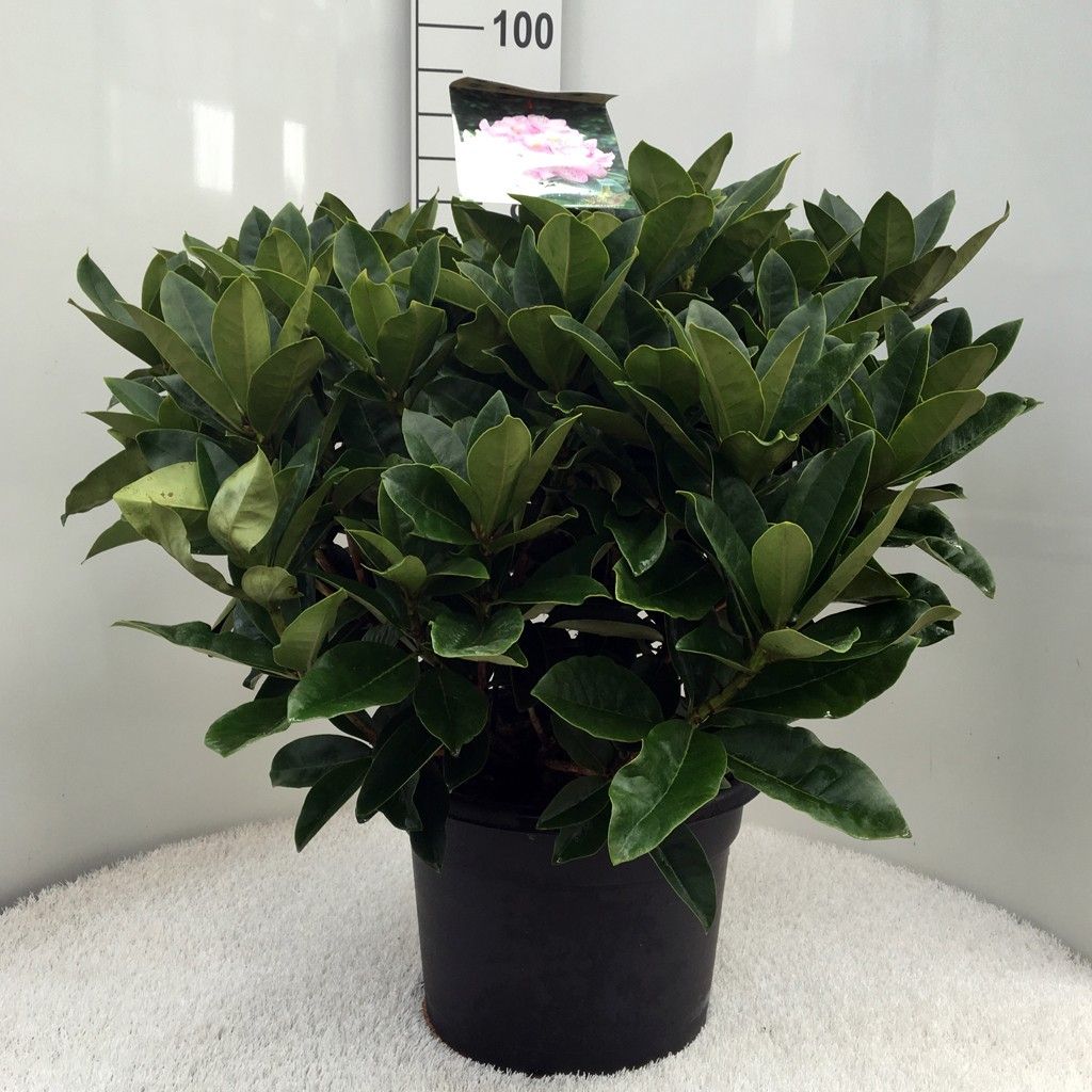 Rhodo. 'Gomer Waterer' white/pink, D 37