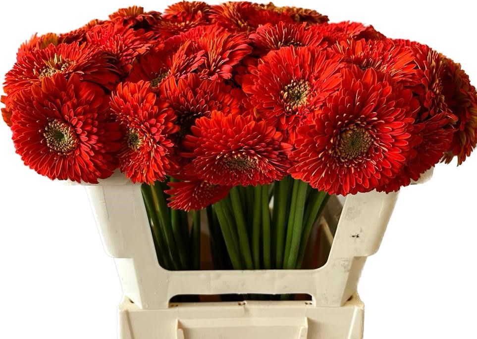 Гермини Помпон Фоззи, шт.