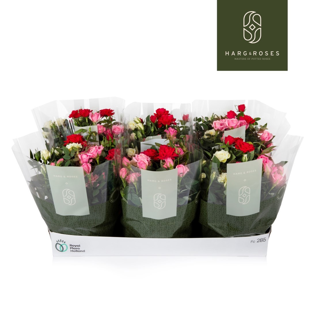 Rosa Kordana Schaal Carnaval (3 Kleuren Mix), D 21